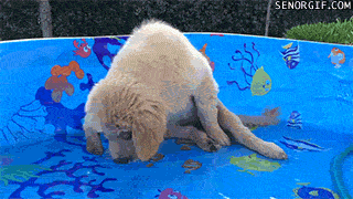 Гифка Собака ловит нарисованных рыбок в бассейне
