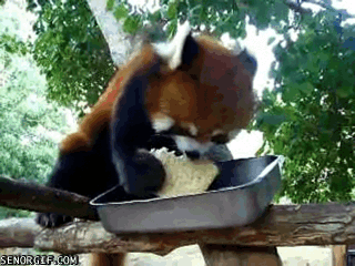 Гифка Красная панда ест сэндвич