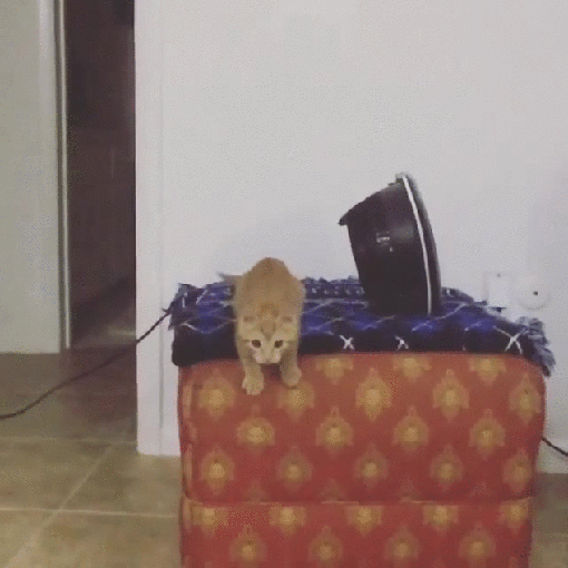 Гифка Прыжок рыжего кота