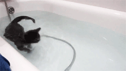 Гифка Кошка плавает в ванной