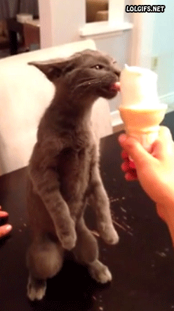 Гифка Кошка ест мороженое