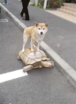 Гифка Собака на черепахе