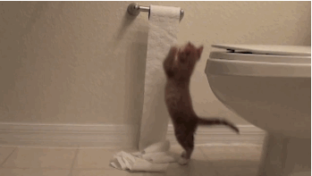 Гифка Котёнок и туалетная бумага