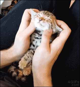 Гифка Котёнок получает удовольствие от массажа