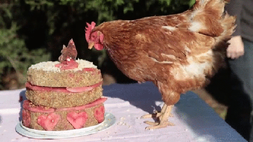 Гифка Курица клюёт торт