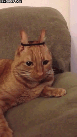 Гифка Кошка с резиночкой на ушах