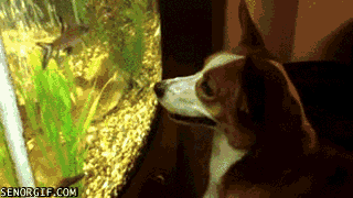 Гифка Собака наблюдает за аквариумом