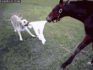 Гифка Собака играет с лошадью