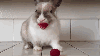 Гифка Кролик ест ягоду