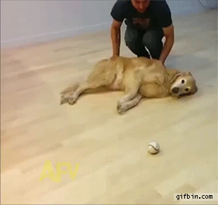 Гифка Игры с ленивой собакой