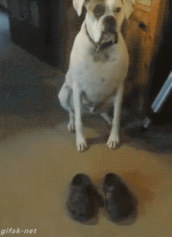 Гифка Собака примеряет обувь