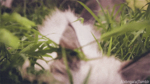 Гифка Котёнок в траве