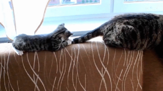 Гифка Котёнок играет с хвостом кошки