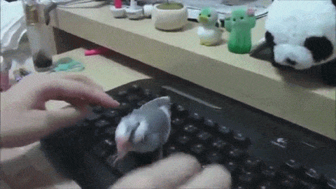 Гифка Птичка на клавиатуре