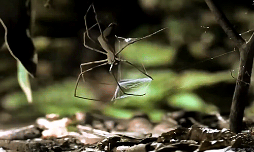 Гифка Паук использует паутину в качестве ловушки