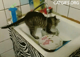 Гифка Кошка моет посуду