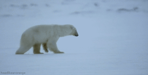 Гифка Белый медведь хотел нырнуть в снег, а это оказался лёд