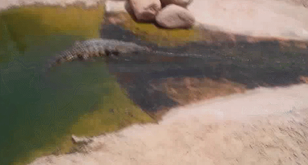 Гифка Крокодил на водных горках