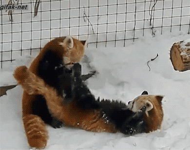 Гифка Борьба красных панд