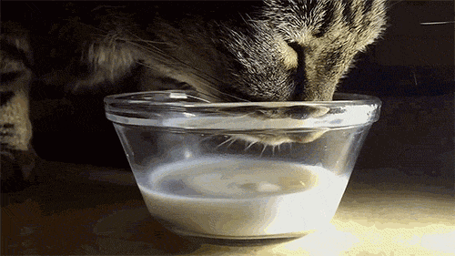 Гифка Кошка пьёт молоко