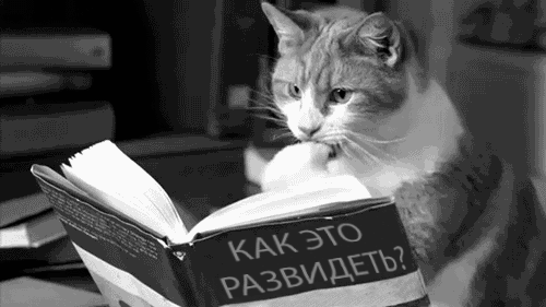 Гифка Кот читает книгу 