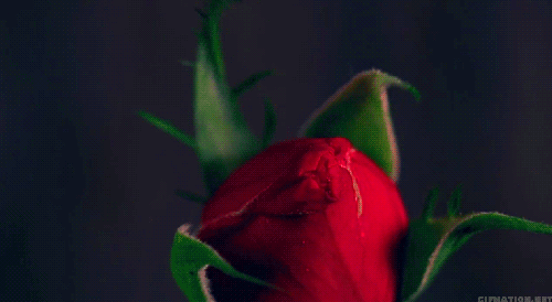 Гифка Цветение розы