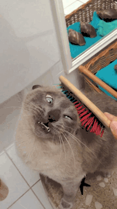 Гифка Расчёсывание кота
