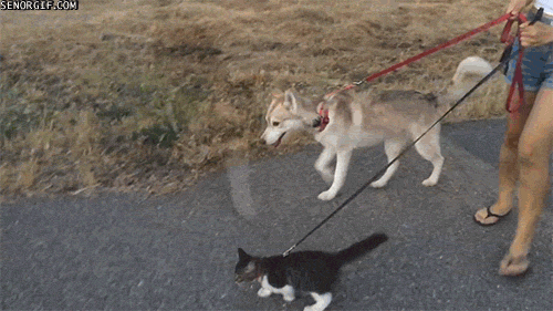 Гифка Кошка гуляет со стаей собак
