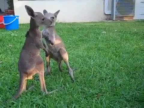 Гифка Два кенгурёнка