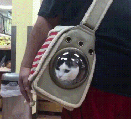 Гифка Сумка для кошки с иллюминатором