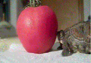 Гифка Черепашка ест помидор
