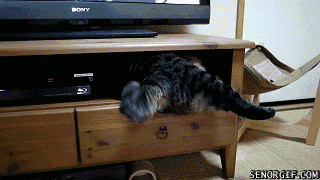 Гифка Кот оккупирует тумбу под телевизор