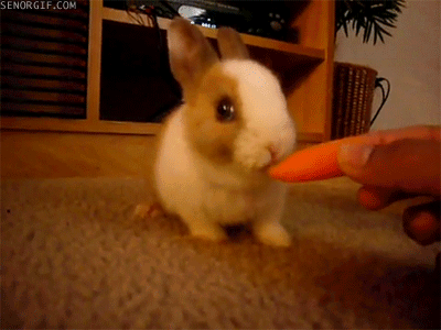 Гифка Кролик ест морковку