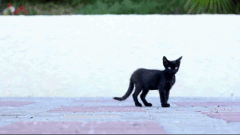Гифка Чёрная кошка перебегает дорогу чёрной кошке