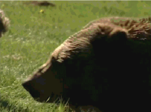 Гифка Обнимашки с медведем