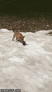 Гифка Собака ползает по снегу