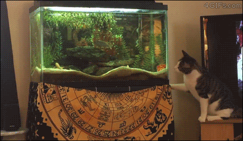 Гифка Кошка охотится на аквариумных рыбок