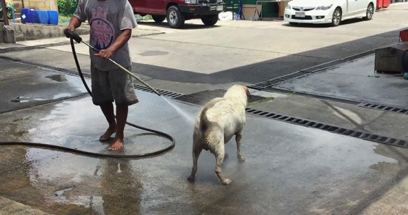 Гифка Помывка собаки из шланга