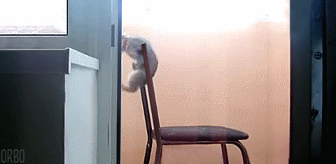 Гифка Кошка на спинке стула
