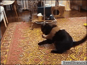 Гифка Белка нападает на кота