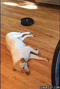 Гифка Ленивая собака и робот-пылесос