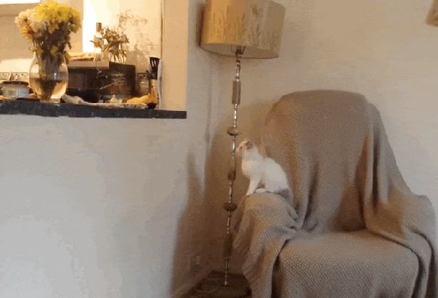 Гифка Неудачный прыжок котёнка