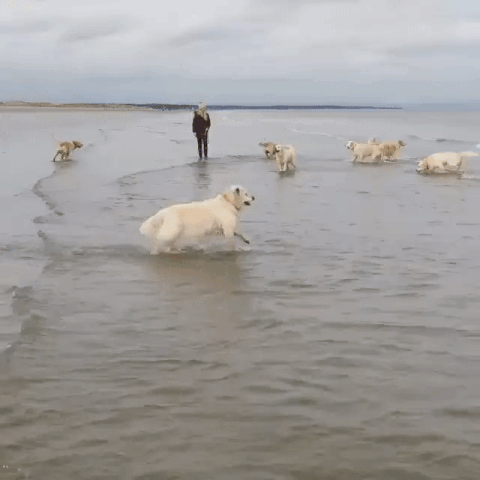 Гифка Собаки на пляже