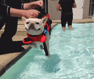 Гифка Собака над водой
