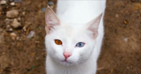 Гифка Кошка с разными глазами