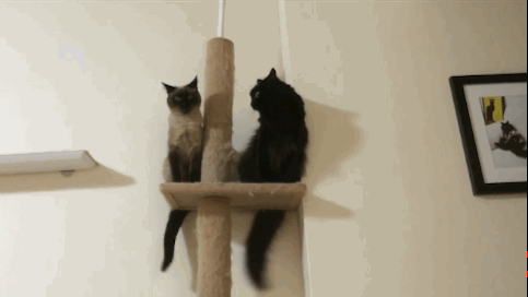 Гифка Две кошки виляют хвостами