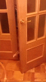 Гифка Кот со светящимися глазами открывает дверь
