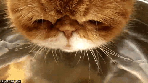 Гифка Породистый кот пьёт воду