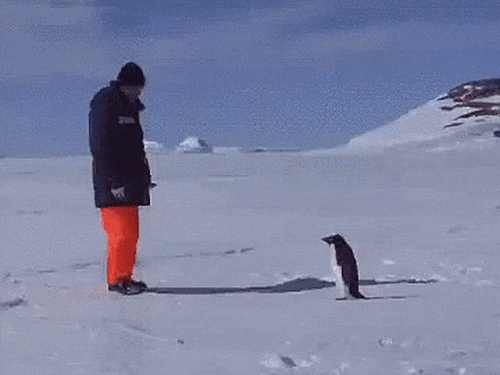 Гифка Агрессивный пингвин