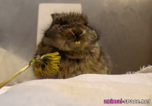 Гифка Кролик ест цветок
